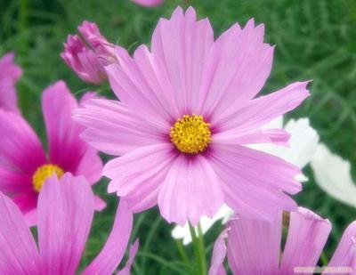 给上海秋樱(コスモス)日语小班制家教 的上海日语国际能力 留言_产品询价_询价留言